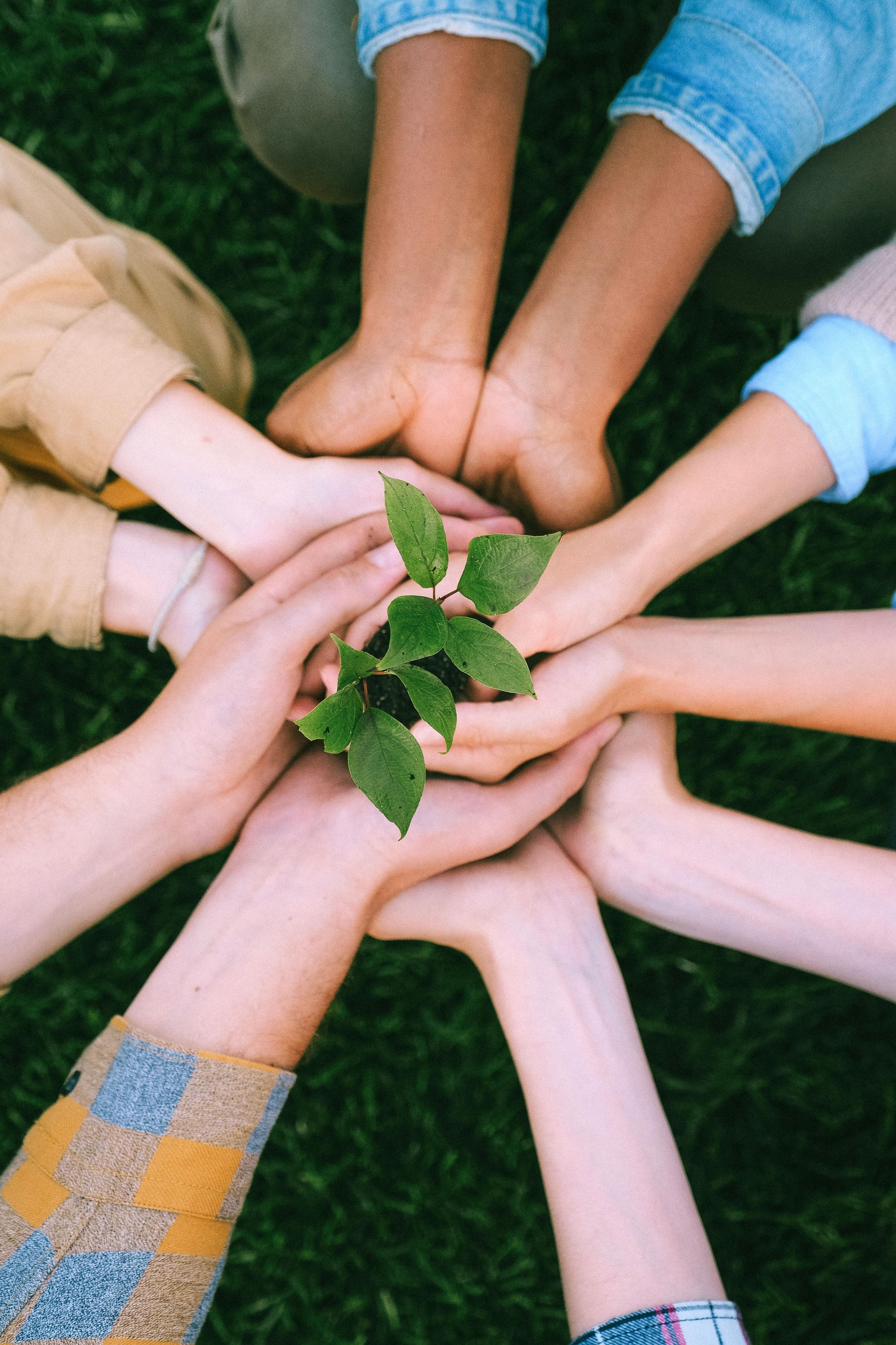 Hands clasped holding a handful of soil growing into a strong green plant.